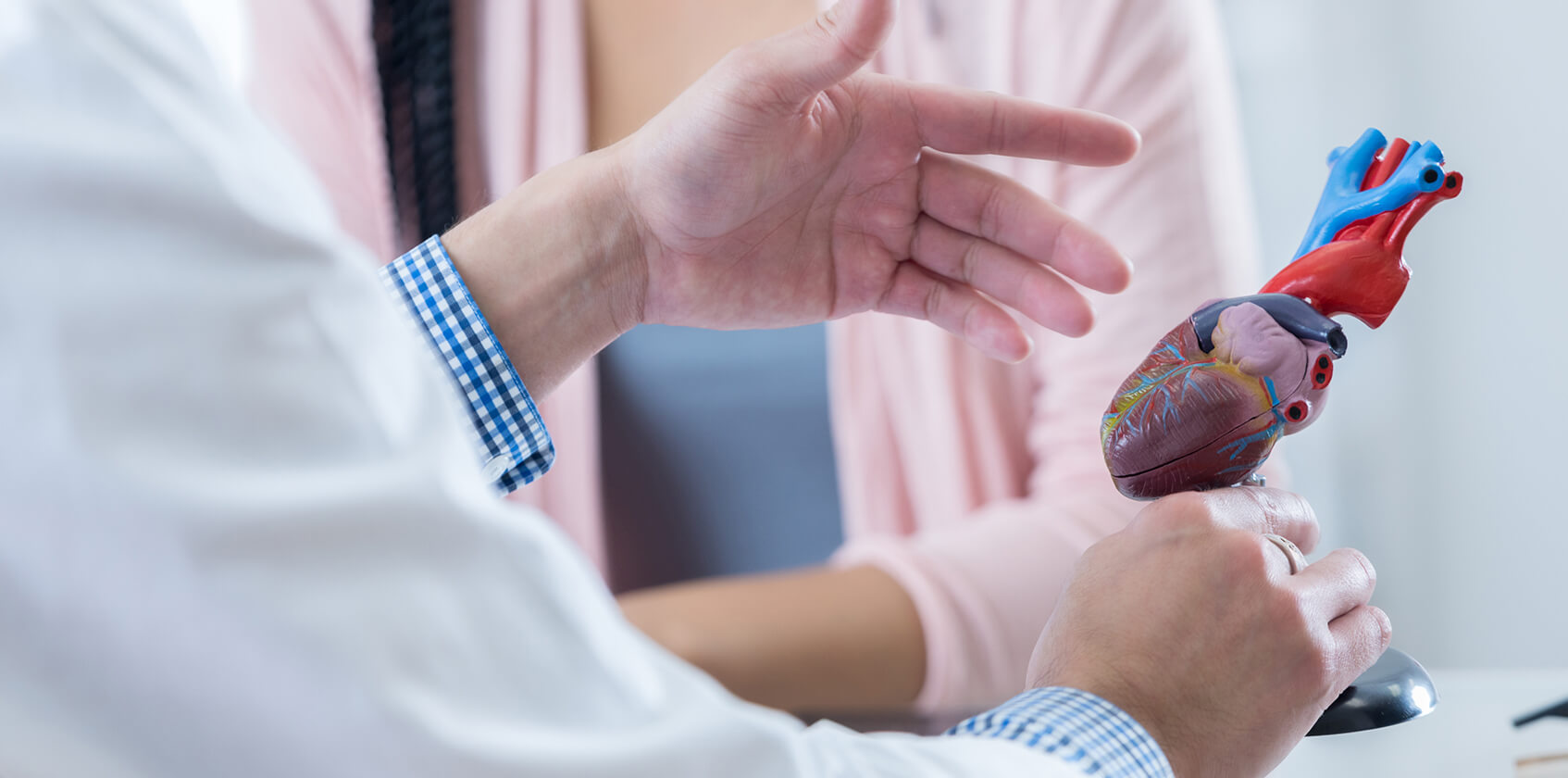 Provider describing a model of a human heart.