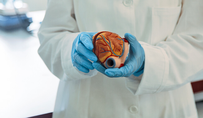 Provider holding example of human heart.