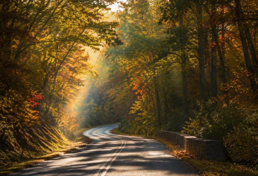 A road surrounded and covered by tall trees with leaves of many different colors.