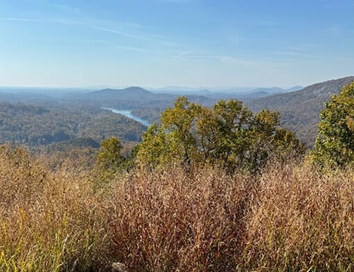 A large patch of wild grasses and trees atop a hilly landscape.