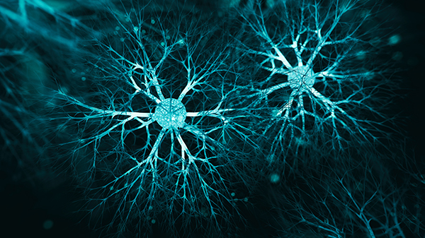 Neuromuscular Web Images 2023 neuron