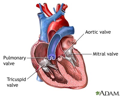 How Your Heart Works  Atrium Health Wake Forest Baptist