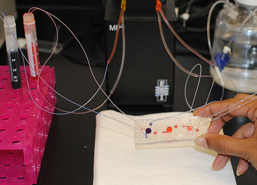 WFIRM’s lung-on-a-chip technology works in modeling the effects of toxins on human lungs and to develop treatments. WFIRM photo