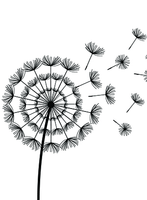 line art of dandelion with seeds blowing away