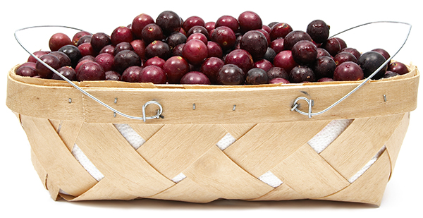 Stock photo of grapes in rectangular basket