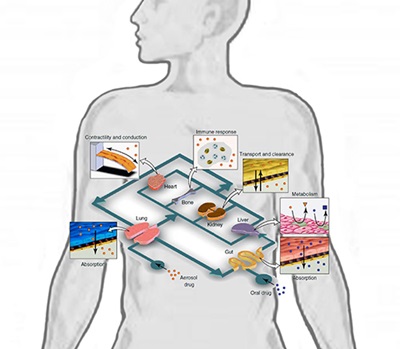 Illustration of body outline and drawings of miniature organoid systems