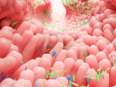 Illustration of bacteria in the lining of the small intestine