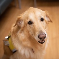 Sadie, a golden retriever-labrador mix, is a therapy dog at Wake Forest Baptist Health.