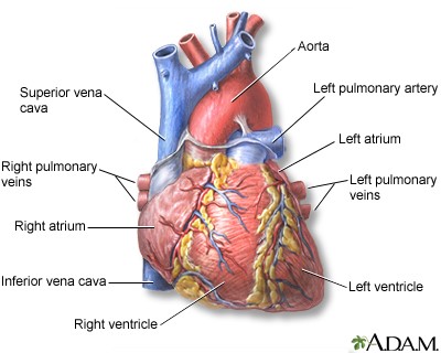 Structure of your heart