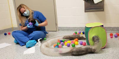 Technician exercising ferrets