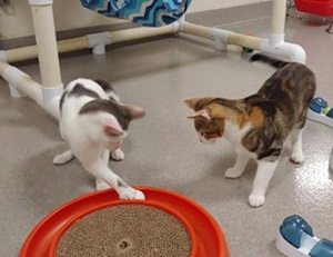Kittens at play