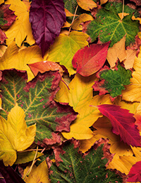 A pile of yellow, green and red leaves.