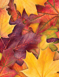 A pile of red, yellow and orange leaves.