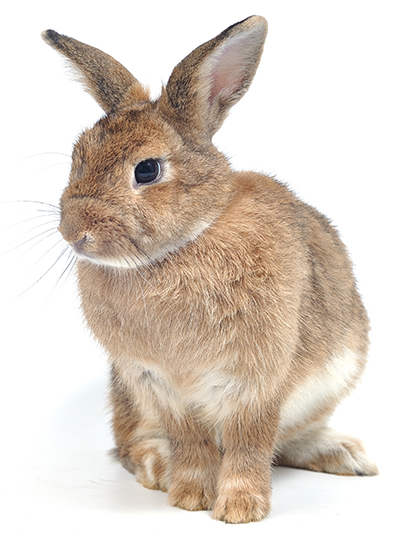 a brown rabbit