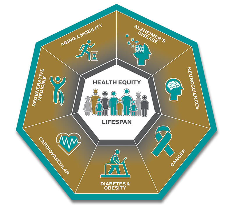 A seven-sided graphic that depicts the Health Equity Lifespan.