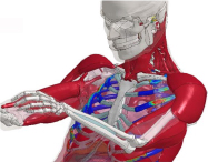Drawing of musculoskeletal system of torso and head