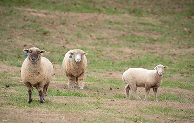 three sheep stand in a pasture