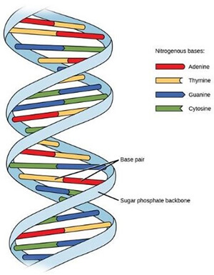 A graphic of a DNA strand.
