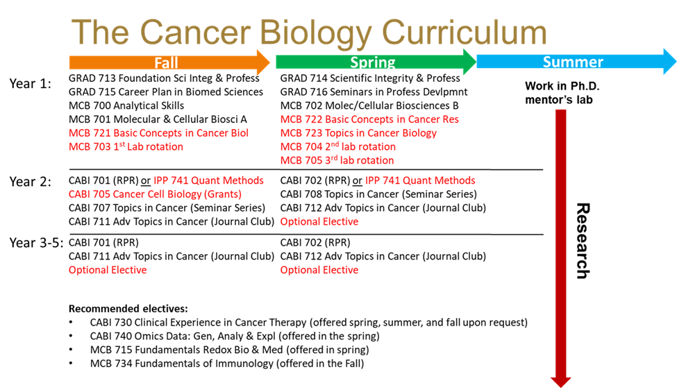 An informational chart listing the timeline and courses for the Cancer Biology Curriculum.