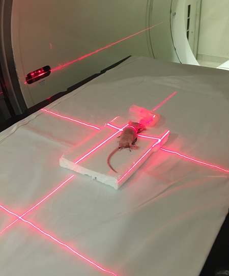 Rat immobilized in CT scanner with red fluorescent lines