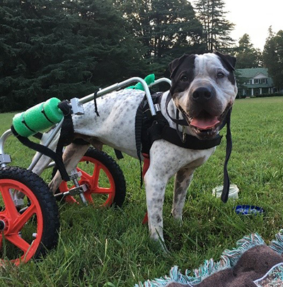 A black and white dog with its back legs in a pulley cart stands in a grassy meadow