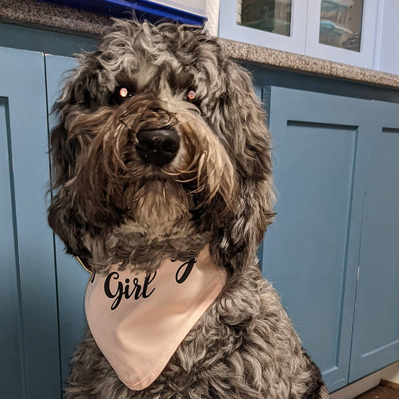 A brown dog with curly hair wearing a bandana.