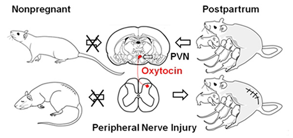 Eisenach lab graphic of postpartum mice and chronic pain