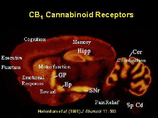 Cannabinoid Receptors