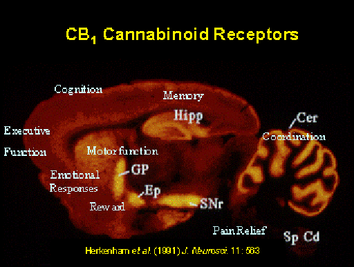 Cannabinoid Receptors