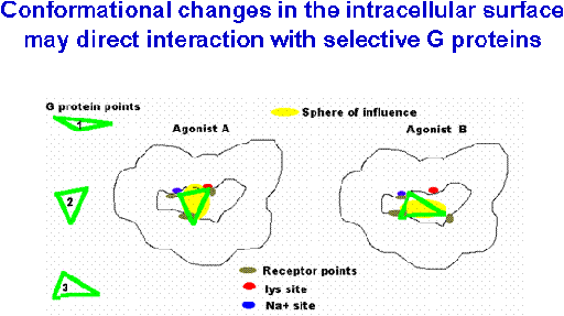 Conformational Changes