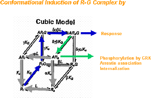 Conformational Induction