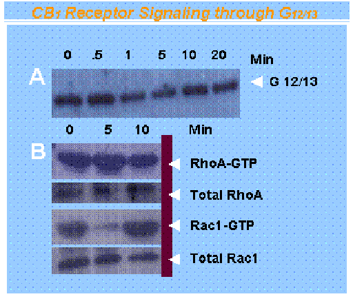 Receptor Signaling