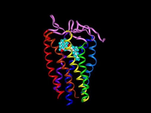 The CB1 Receptor