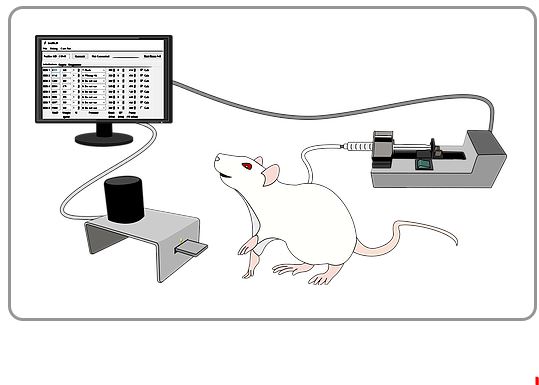 Illustration of white rat, computer monitor, feedback route