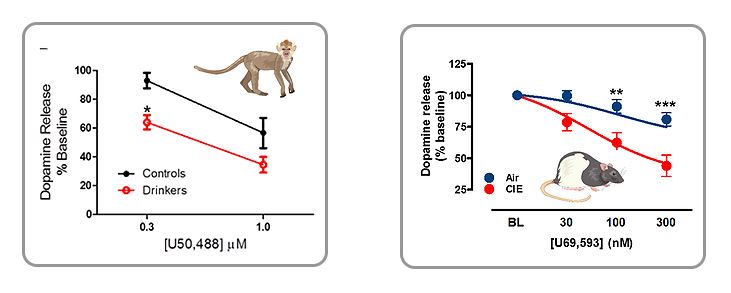 Two graphs illustrating the dopamine levels in monkeys and rats