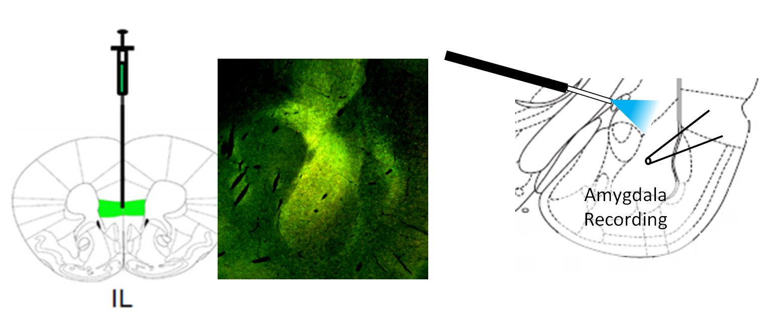 McCool Lab Research Highlights