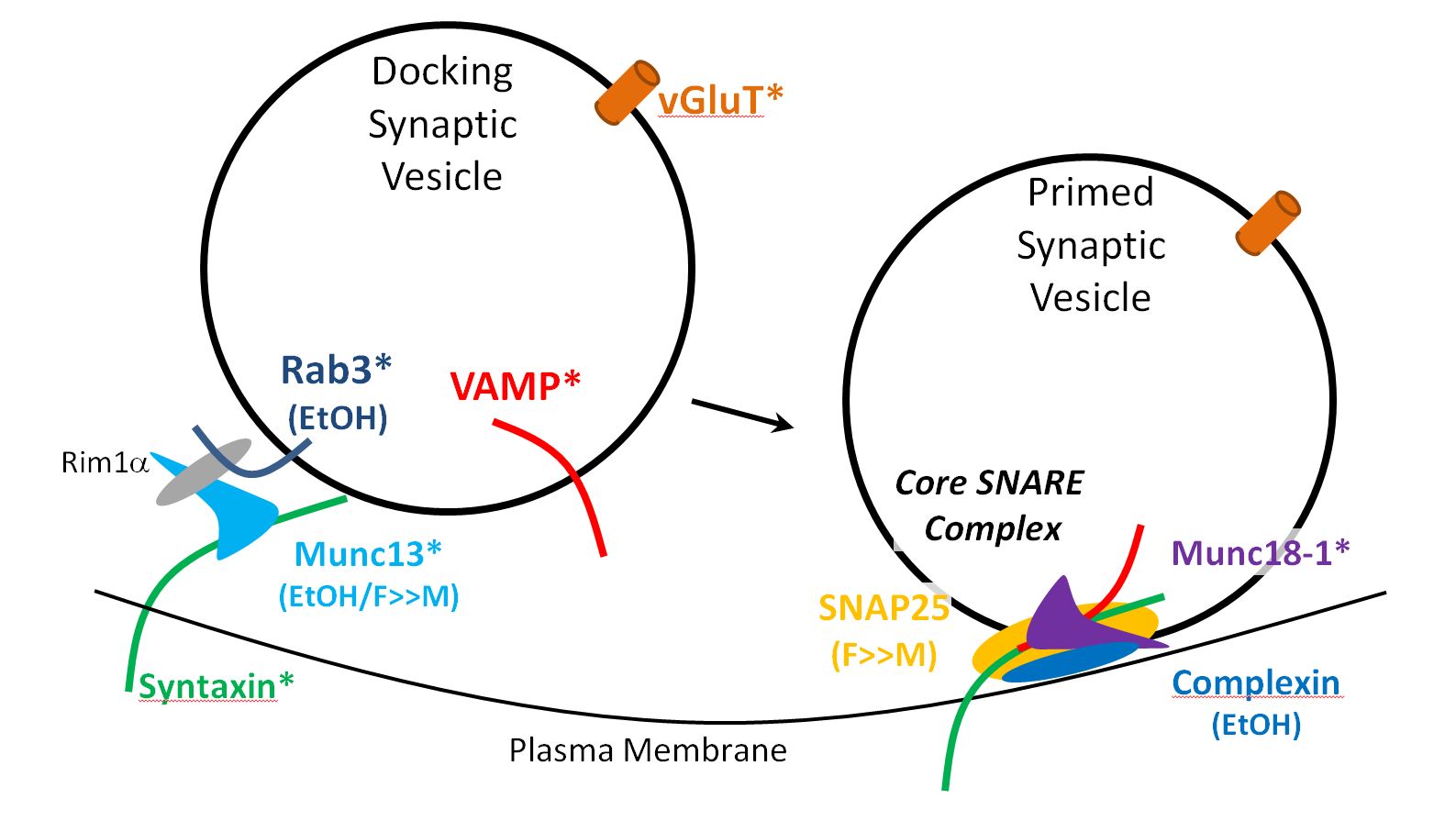 McCool Lab Plasma Membrane Research Highlights 