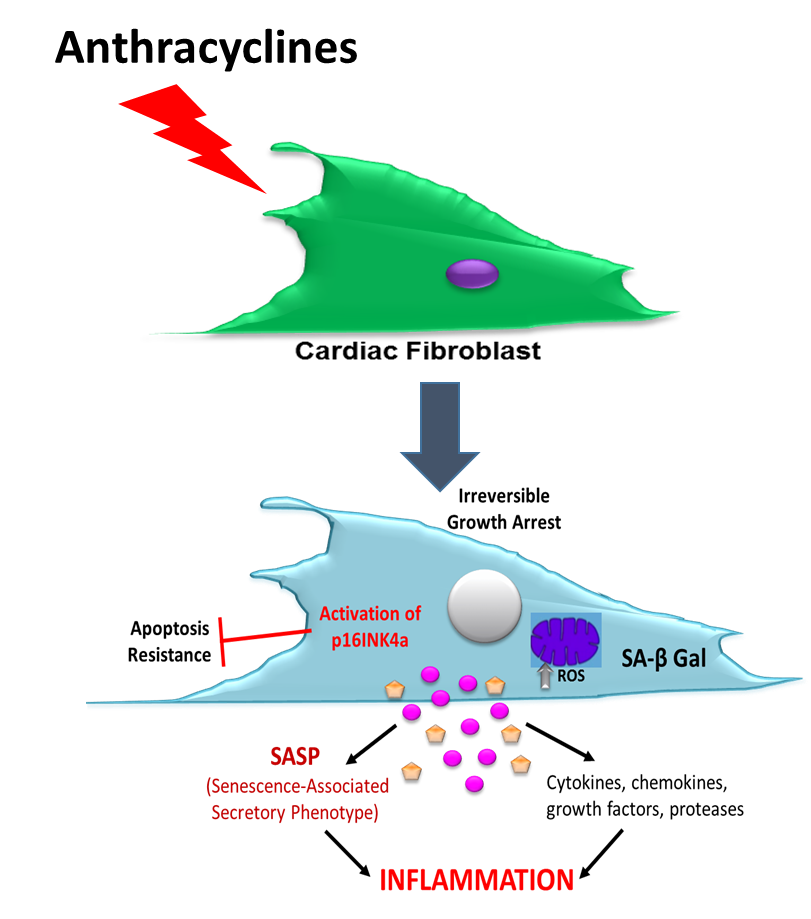 Anthracyclines  - Melendez Lab