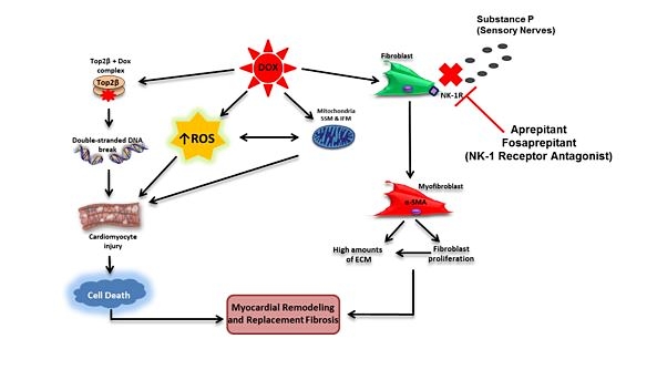 The role of the neurokinin-1 receptor in anthracycline-induced cardiotoxicity 