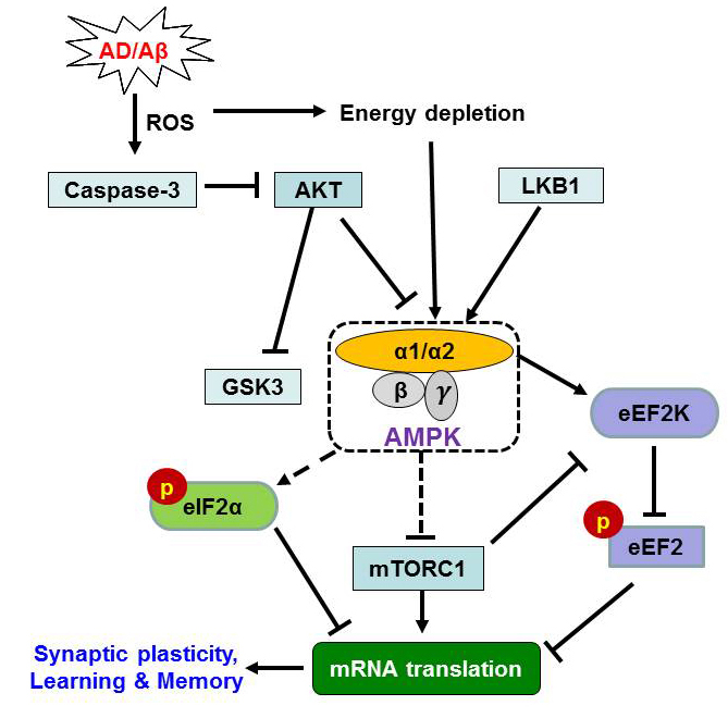 Tao Ma lab - signaling graphic