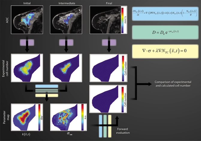 Multi-scale imaging-based biophysical modeling to predict the response of breast cancer to chemotherapy