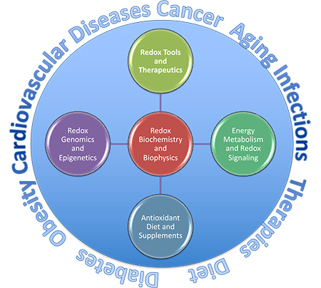 Center for Redox Biology and Medicine - Areas of Research Focus 2