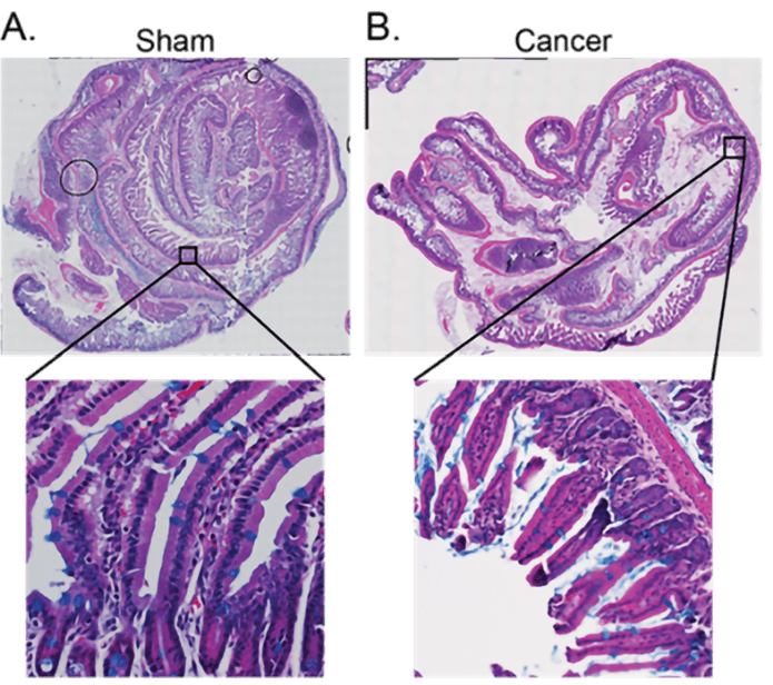 Immunohistochemical staining of mouse intestinal tissue.