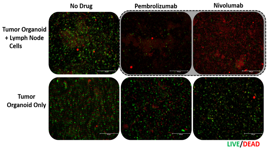 Live Dead Staining - Immune System WFORCE WFIRM