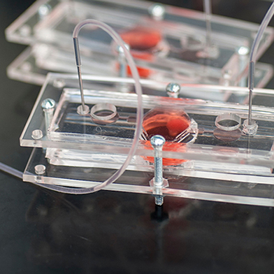 Building a Better Body on a Chip
