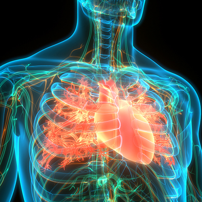 HEART Pathway