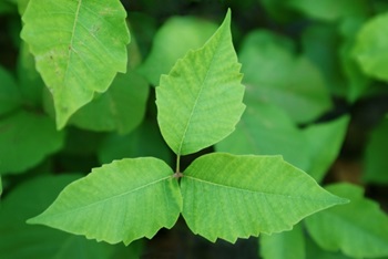 It’s all fun and games – until someone gets a rash from poison ivy or poison oak. Here, David Cosenza, MD, medical director of virtual care at Atrium Health shares that basics about what you need to know when it comes to poison ivy and poison oak.
