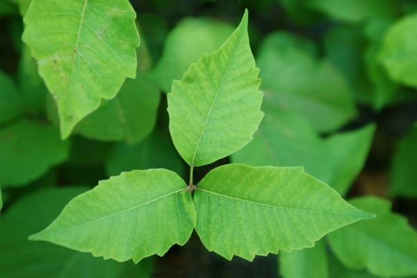 It’s all fun and games – until someone gets a rash from poison ivy or poison oak. Here, David Cosenza, MD, medical director of virtual care at Atrium Health shares that basics about what you need to know when it comes to poison ivy and poison oak. 