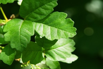 It’s all fun and games – until someone gets a rash from poison ivy or poison oak. Here, David Cosenza, MD, medical director of virtual care at Atrium Health shares that basics about what you need to know when it comes to poison ivy and poison oak.