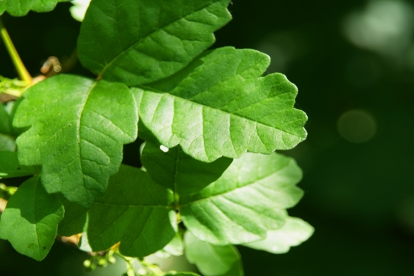 It’s all fun and games – until someone gets a rash from poison ivy or poison oak. Here, David Cosenza, MD, medical director of virtual care at Atrium Health shares that basics about what you need to know when it comes to poison ivy and poison oak. 